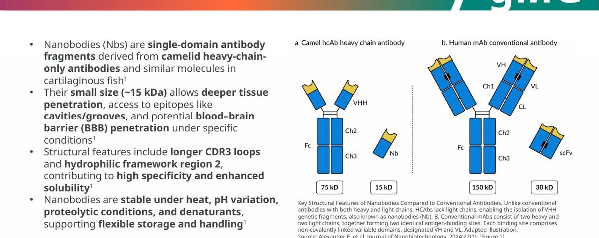 Cropped training slide comparing nanobody and conventional antibody architecture