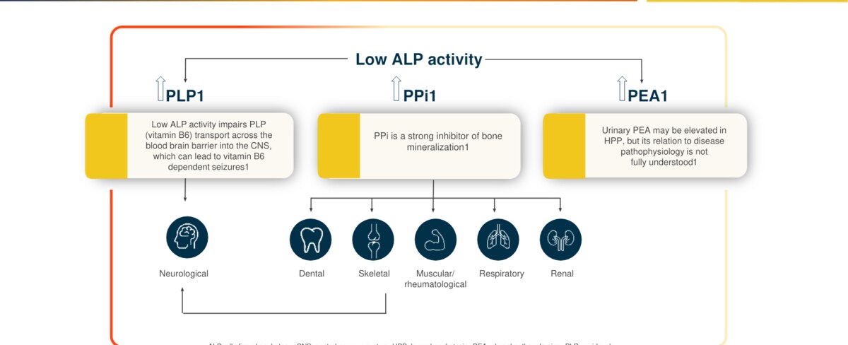 Cropped disease education slide mapping low alkaline phosphatase activity to organ-system effects